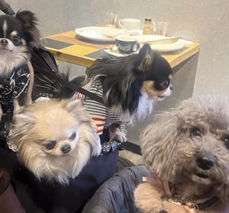 ペット同伴OKの店内で過ごすわんちゃんたち