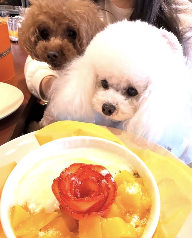HILLS BOWLのアサイーボウルとわんちゃん