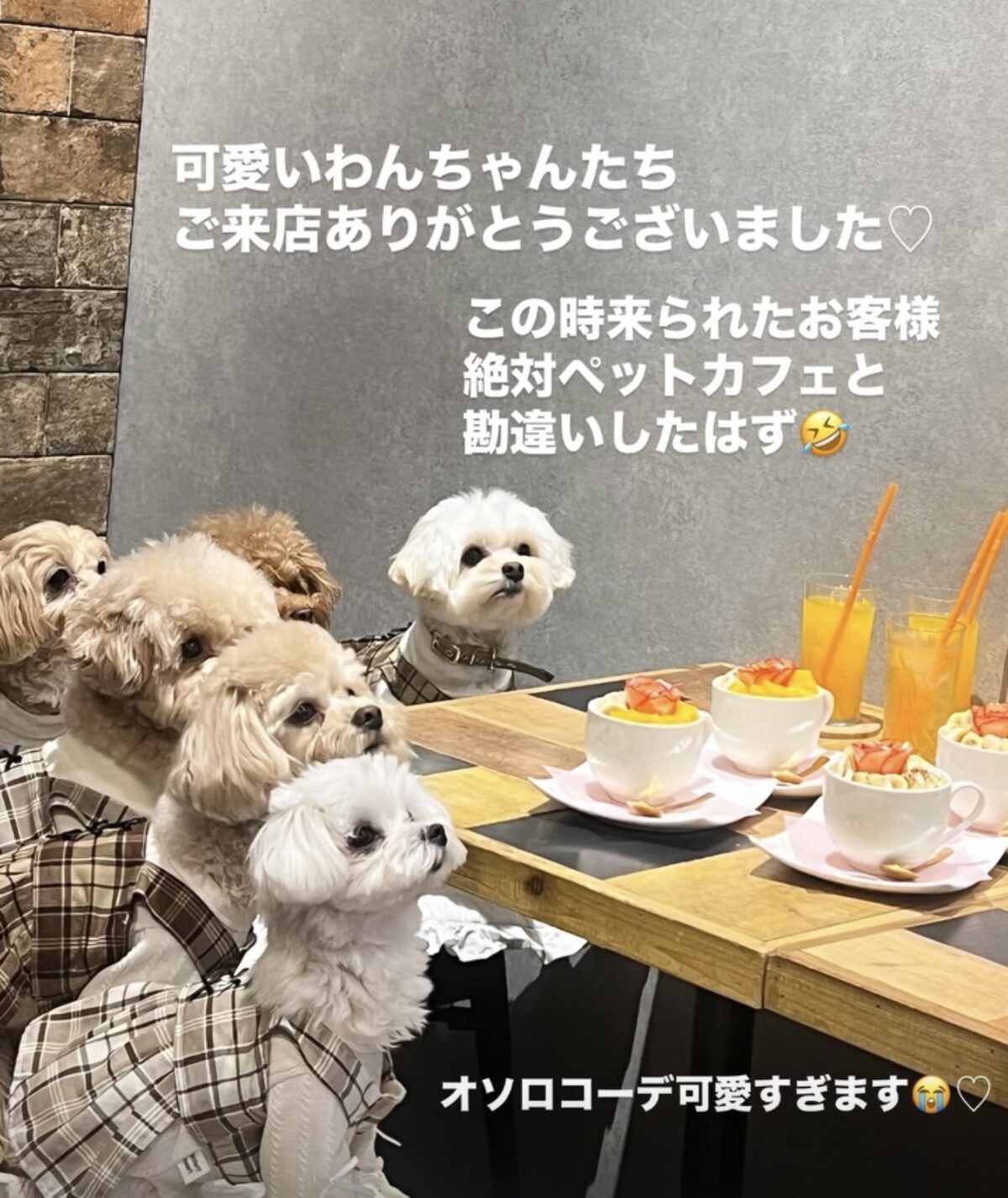 アサイーボウルを囲んでHILLS BOWL店内で過ごす愛犬たち