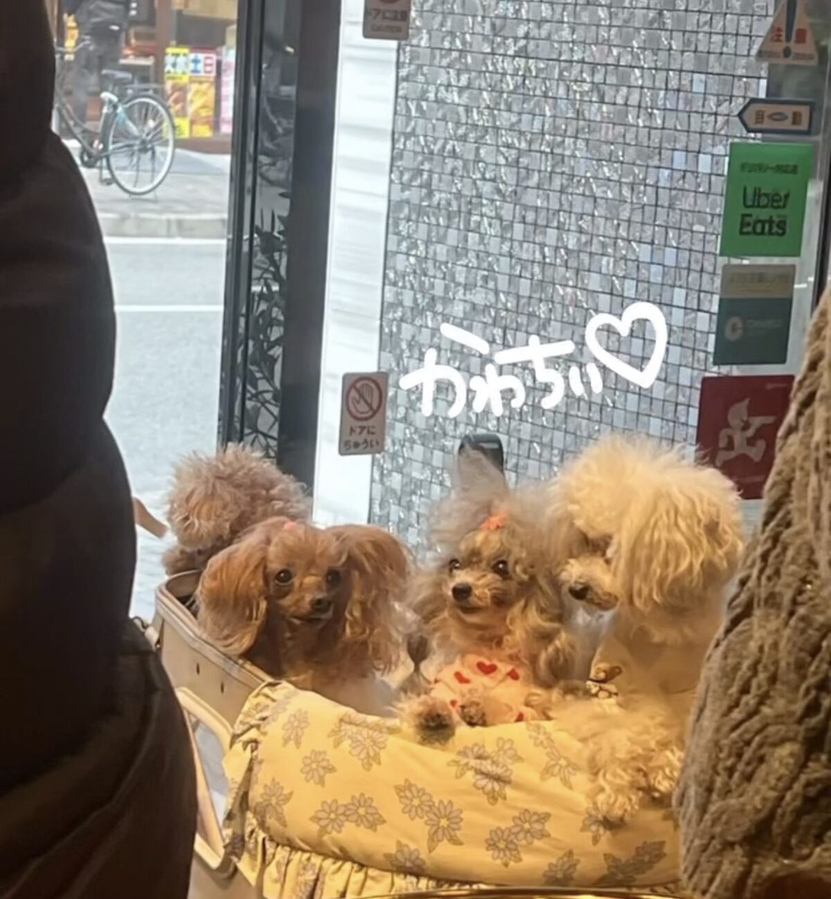 HILLS BOWL大阪・堀江本店へ複数頭で来店したわんちゃんたち