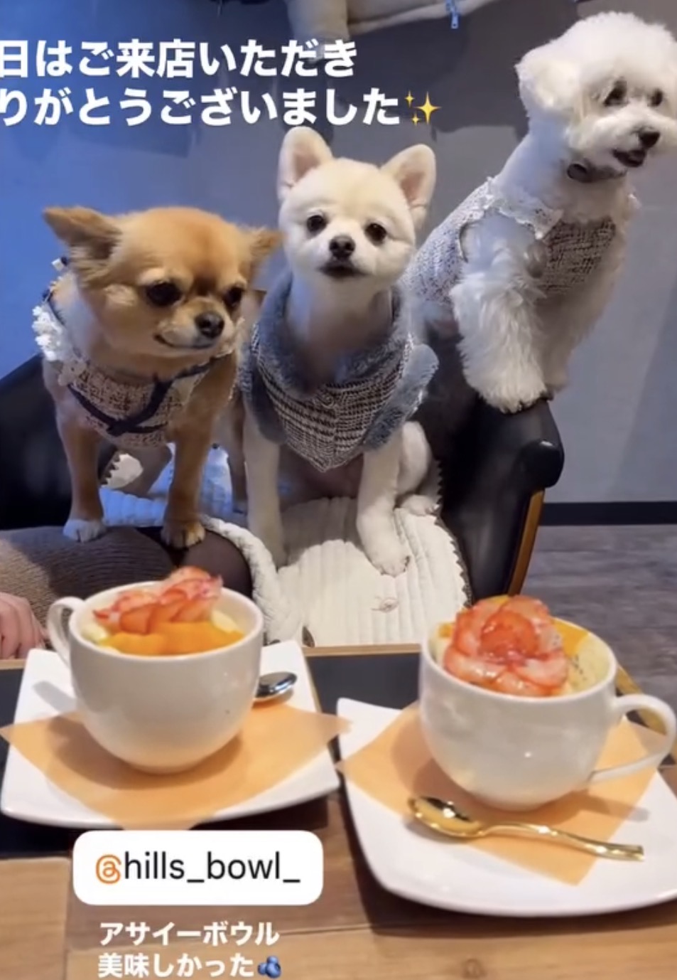 HILLS BOWL店内でアサイーボウルと一緒に過ごす4頭の愛犬