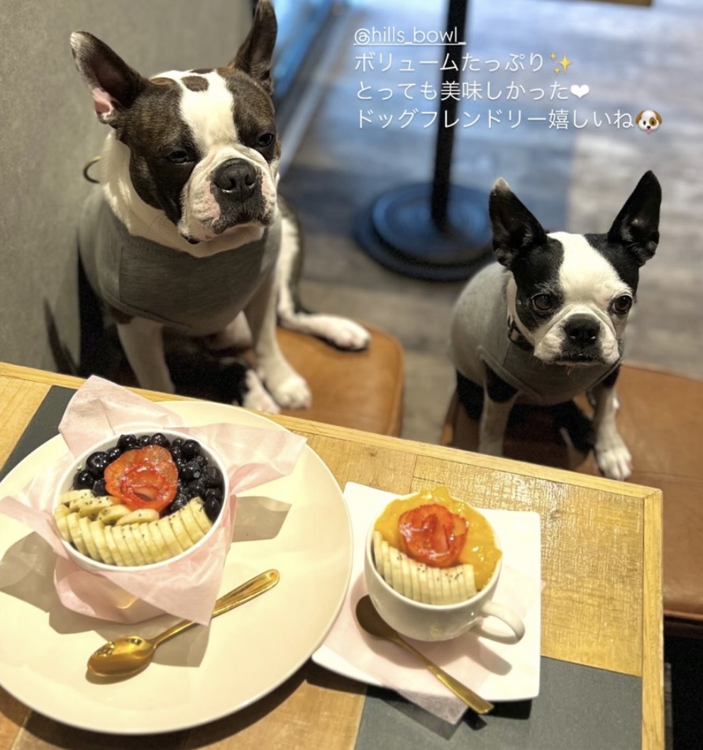 アサイーボウルと一緒に過ごす2頭のボストンテリア