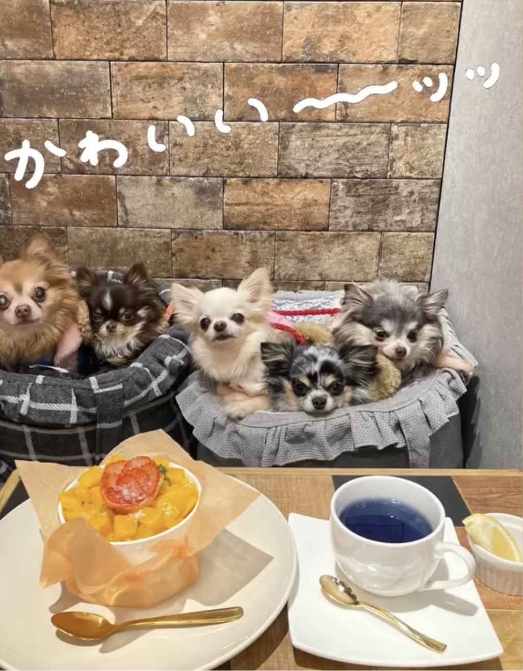 HILLS BOWLのマンゴーボウルと5頭のわんちゃん