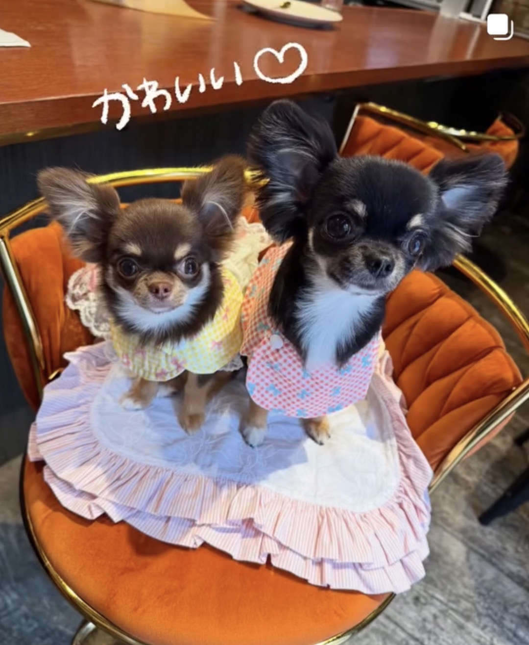 オレンジ色の椅子に並ぶ2頭のチワワ