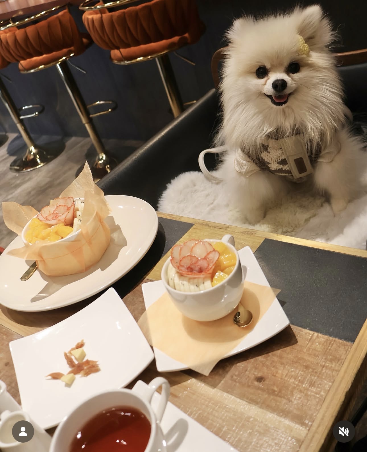 アサイーボウルのそばでくつろぐ白いポメラニアン